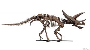 Fossils and Bones