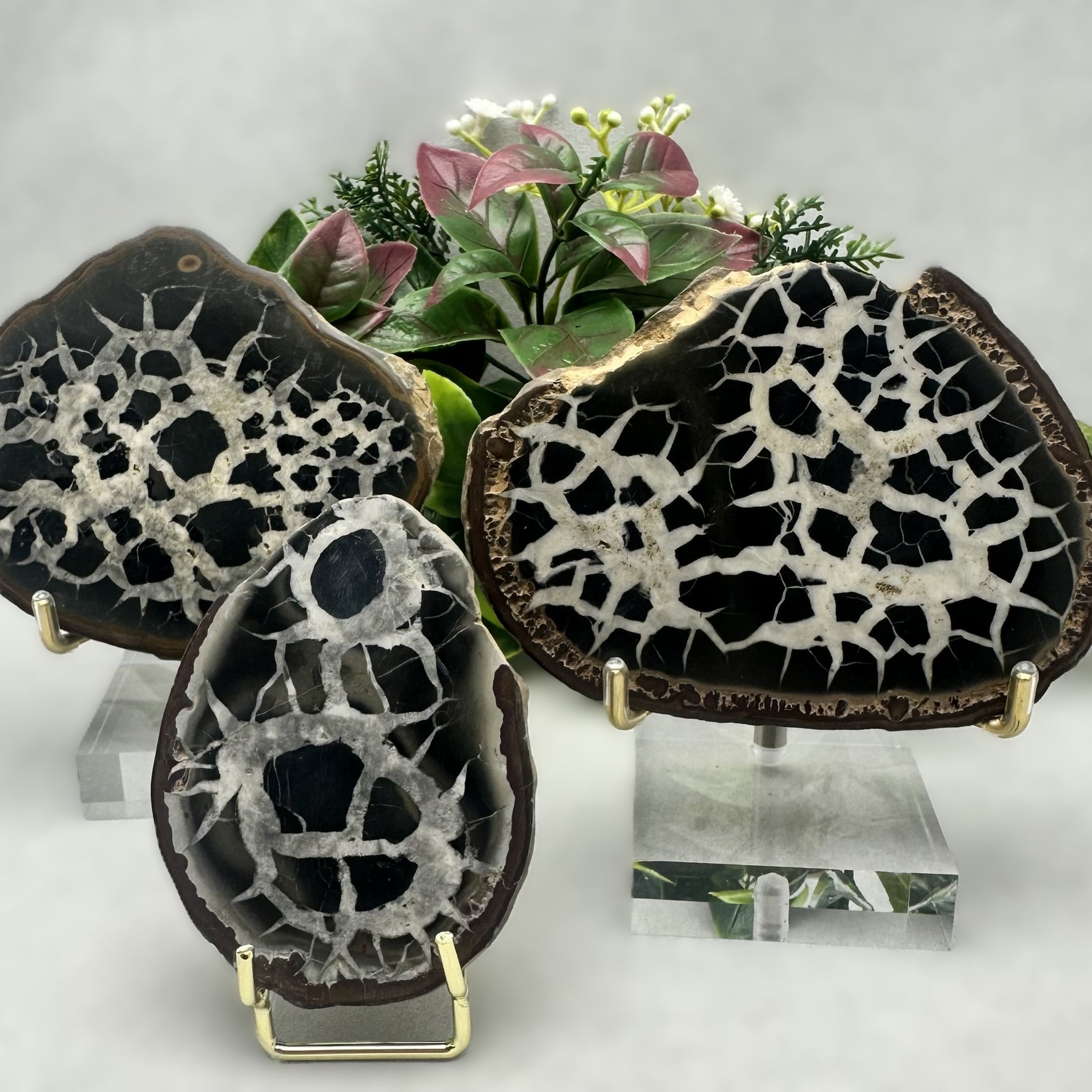 Septarian Stone