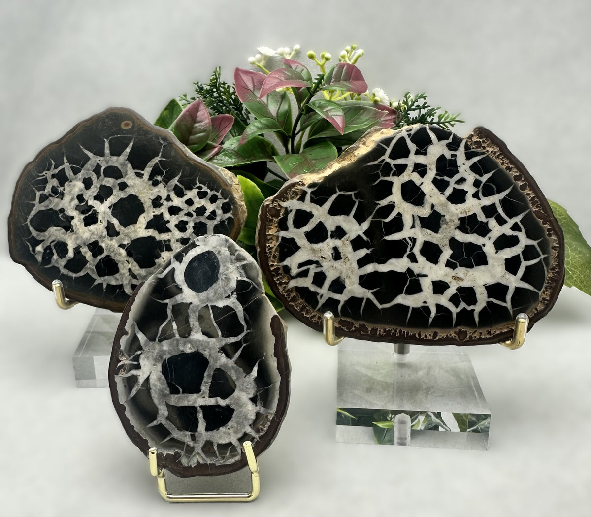 Septarian Stone