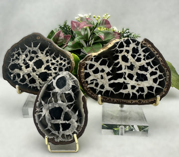 Septarian Stone