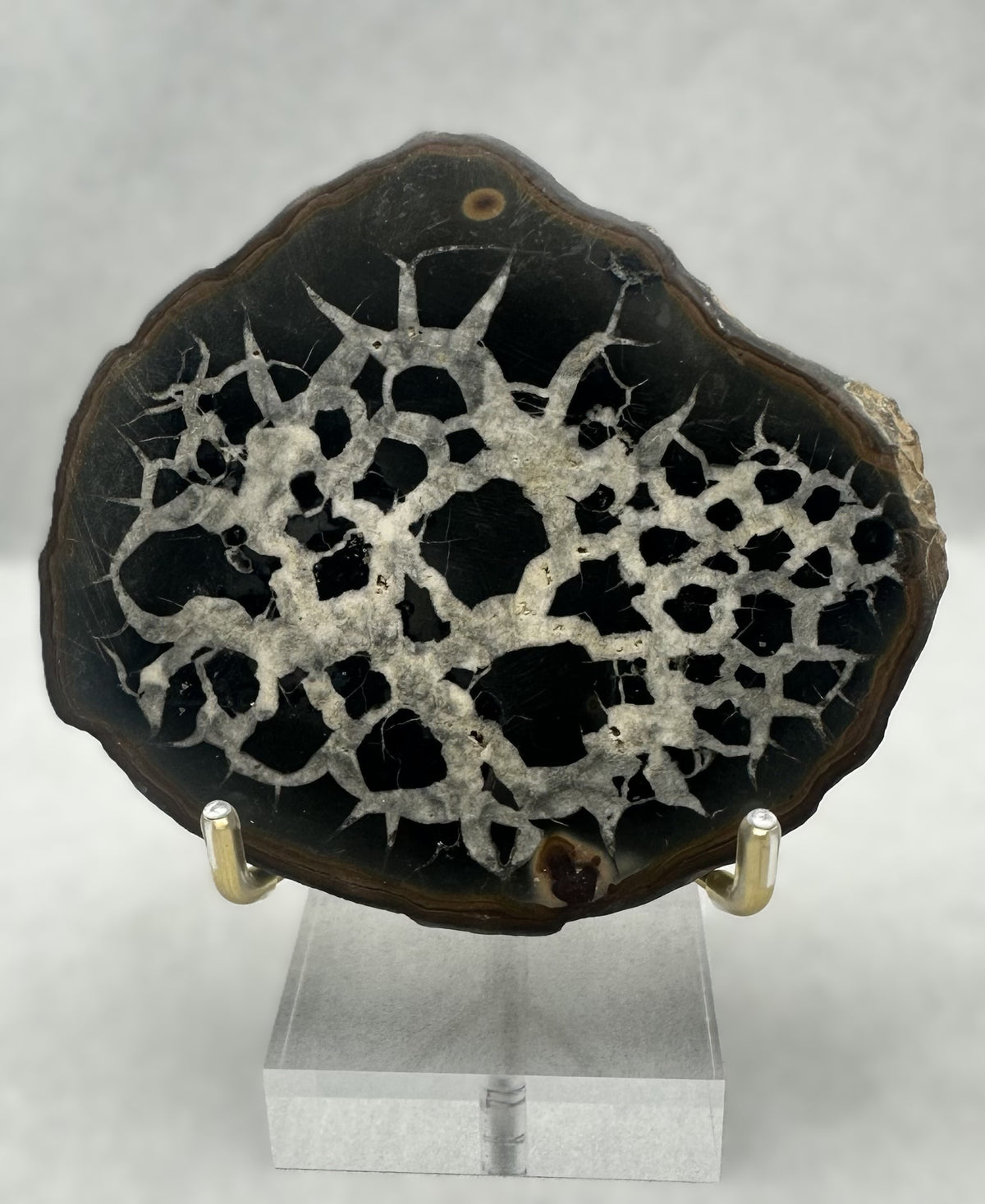 Septarian Stone