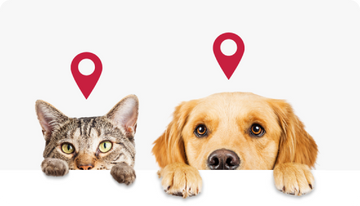 Lost Pet Intuitive Search Session