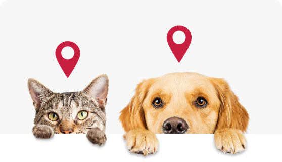 Lost Pet Intuitive Search Session