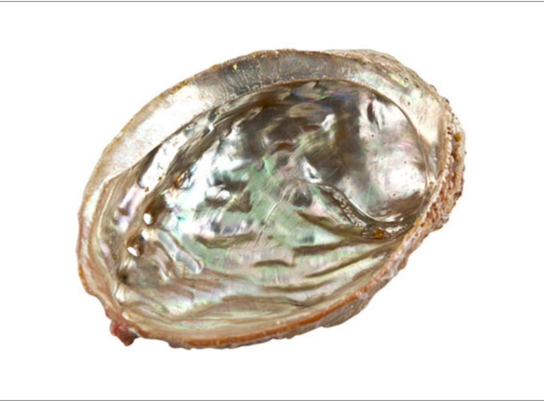 Concha de abulón