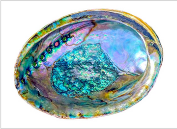 Abalone Shells