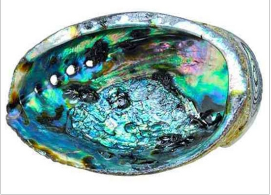 Abalone Shells