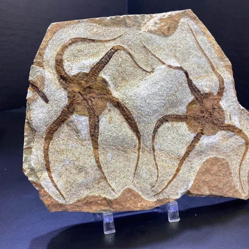 Fossil Double Brittle Starfish Fossil