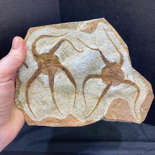 Fossil Double Brittle Starfish Fossil