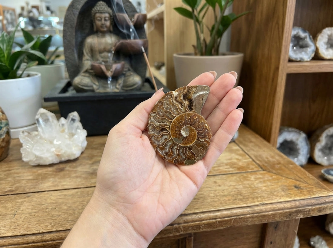 Medium Polished Ammonite Fossil