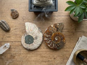 Medium Polished Ammonite Fossil