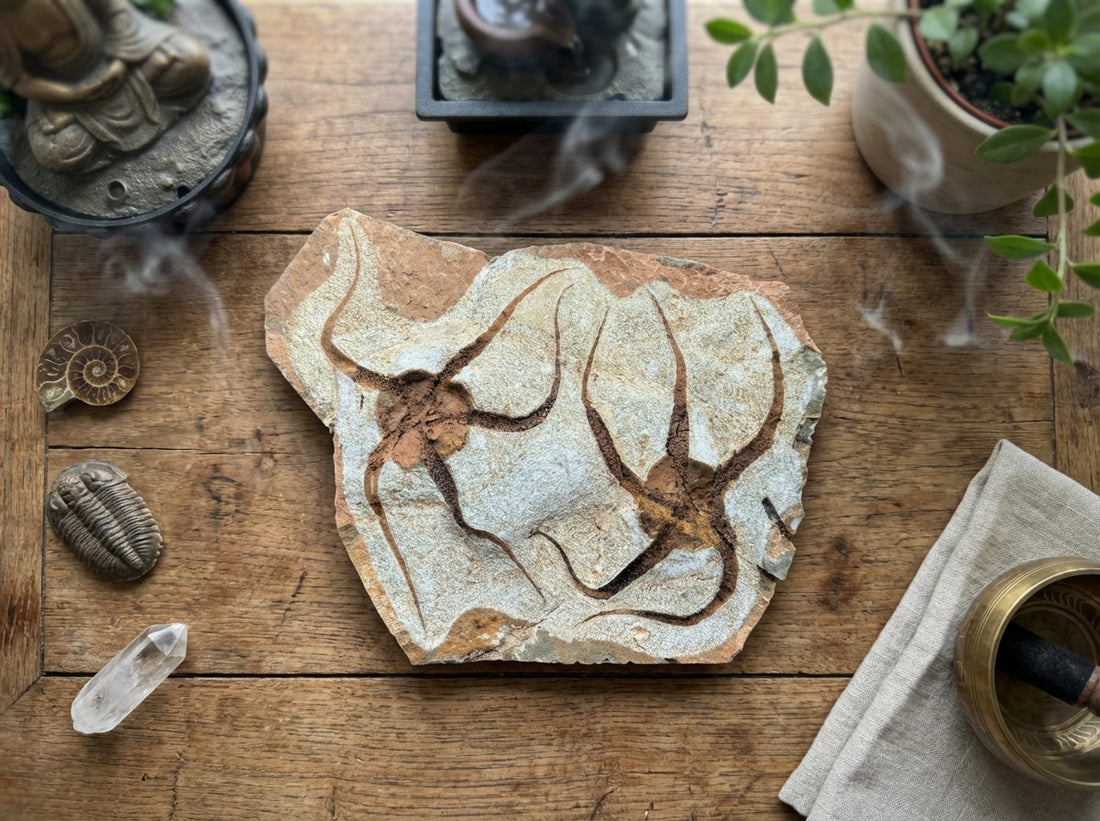Brittle Star Fish Fossil